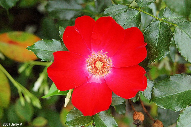 http://www.gardenbanter.co.uk/attachments/garden-photos/5395d1178399311-dortmund-rose-rose.jpg