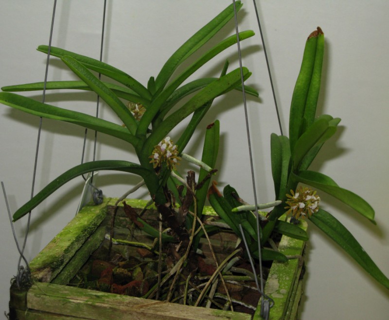 http://www.gardenbanter.co.uk/attachments/orchid-photos/7848d1200433894-acampe-papillosa-x2-acampe-papillosa8.jpg