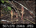 A Distant relative of ASPARAGUS???-weird-plant1.jpg