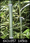 Type of Bamboo and Limiting spread-bamboo7.jpg