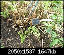 HELP Himalayacalamus hookerianus-kew-garden-2013-229-.jpg