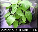 HELP Himalayacalamus hookerianus-passiflora-edulis-passion-fruit-1.jpg