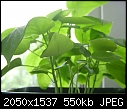 HELP Himalayacalamus hookerianus-passiflora-edulis-2.jpg