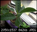 HELP Himalayacalamus hookerianus-artocarpus-heterophyllus-jackfruit-1.jpg