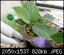 HELP Himalayacalamus hookerianus-artocarpus-heterophyllus-jackfruit-2.jpg
