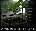 HELP Himalayacalamus hookerianus-eriobotrya-japonica-loquat-2.jpg