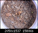 HELP Himalayacalamus hookerianus-garcinia-mangostana-purple-mangosteen-2.jpg