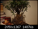Help please - Can any one name this Bonsai Plant-_mg_6933.jpg