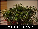 Help please - Can any one name this Bonsai Plant-_mg_6934.jpg