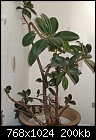 What Plant species Have i got!!!!-picture033.jpg