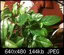 Help identifying please....-bonsai-leaf.jpg