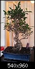 Newbie needing advice :)-bonsai.jpg