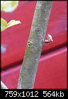 Please help identify what is wrong with my tree's-ash-tree1.jpg