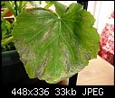 Black irregular dry spots on my courgette leaves.-p1080770-copy.jpg