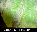 Black irregular dry spots on my courgette leaves.-p1080771-copy.jpg
