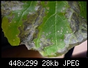 Black irregular dry spots on my courgette leaves.-p1080772-copy.jpg