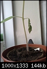 tomato withering-22032011037.jpg