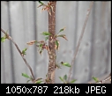 young sunburst cherry tree needs help.-dscf1072.jpg