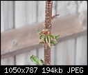 young sunburst cherry tree needs help.-dscf1075.jpg