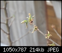 young sunburst cherry tree needs help.-dscf1078.jpg