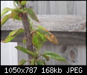 young sunburst cherry tree needs help.-dscf1081.jpg