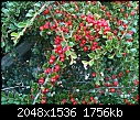 ID Required - Red Berry Bush-red-berry-bush-1.jpg