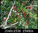 ID Required - Red Berry Bush-red-berry-bush-2.jpg