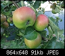 ID My Apple Tree No.1-tree01b.jpg
