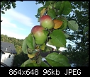 ID My Apple Tree No,2-tree02.jpg
