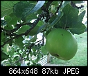 ID My Apples Tree No.3-tree03.jpg