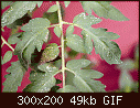 Poorly plants... :(-small.gif