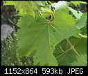 postules on grape leaves and maybe virus?-grape_postules.jpg