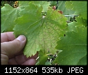 postules on grape leaves and maybe virus?-grape_virus.jpg