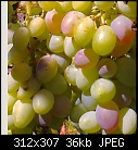 what is wrong with my grapes?-grape.jpg