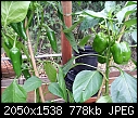 Chillies / peppers-chillies-web-small.jpg