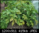 Potato problem-1-dscf1758.jpg