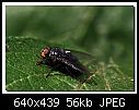 Flies on my Plum Tree.-ugly-bug.jpg