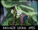 Begonia Iron Cross-begonia-ironcross-dsc02404.jpg