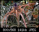 Click image for larger version

Name:	T capitata 'Red' 438-02407.jpg
Views:	551
Size:	141.4 KB
ID:	10013