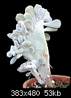 Plant I.D. Needed-echeveria-doris-taylor-cristata.jpg