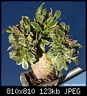 Plant I.D. Needed-aeonium-decorum-sunbust-cristata.jpg