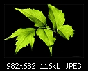 Backlit Fern Frond-3384-b-3384-fern-20-08-08-40-100.jpg
