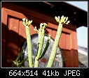 Click image for larger version

Name:	Euphorbia leucodendron pc DSC02418.jpg
Views:	290
Size:	40.8 KB
ID:	10035