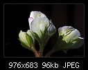 Click image for larger version

Name:	b-3400ba-geranium-20-08-08-40-100.jpg
Views:	298
Size:	96.5 KB
ID:	10040