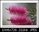 Pink Callistemon-3590-b-3590ba-callistemon-21-08-08-30-400.jpg