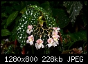 Click image for larger version

Name:	Begonia 'Billie Jean'.jpg
Views:	1336
Size:	228.0 KB
ID:	10044