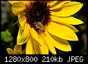 Click image for larger version

Name:	Bee yellow.jpg
Views:	248
Size:	209.6 KB
ID:	10049