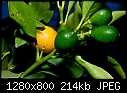 Click image for larger version

Name:	Jr Oranges.jpg
Views:	290
Size:	213.6 KB
ID:	10053