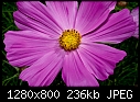 Click image for larger version

Name:	Pink flower.jpg
Views:	258
Size:	236.2 KB
ID:	10054
