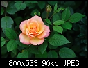 rose-08061157www-mangl-.jpg